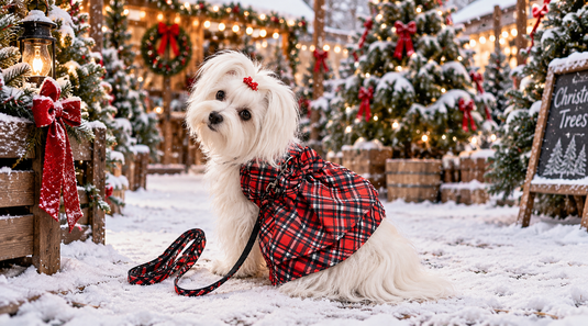 Matching Harness & Leash Set