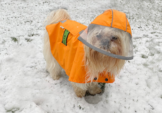 Gear Up for Any Weather: Dog Raincoats & Cold-Weather Coats