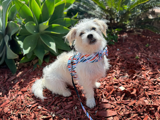 Matching Harness & Leash Set