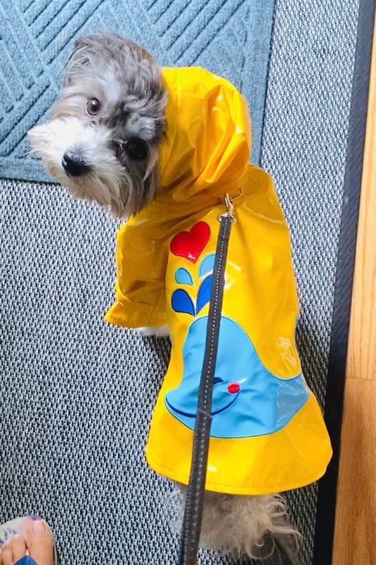 Gear Up for Any Weather: Dog Raincoats & Cold-Weather Coats