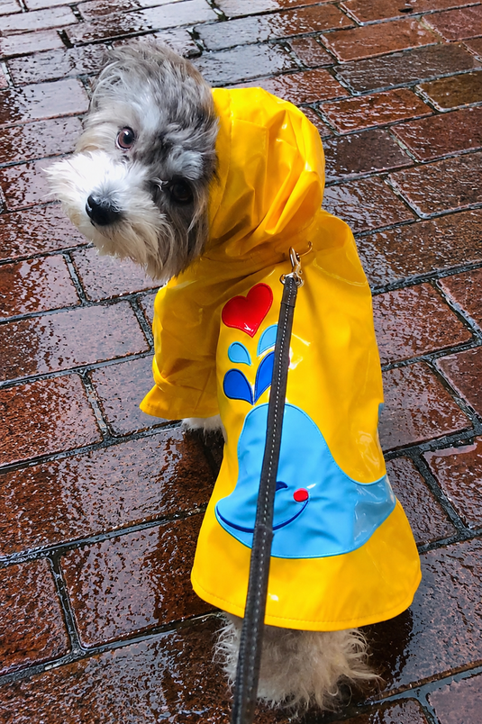 Gear Up for Any Weather: Dog Raincoats & Cold-Weather Coats