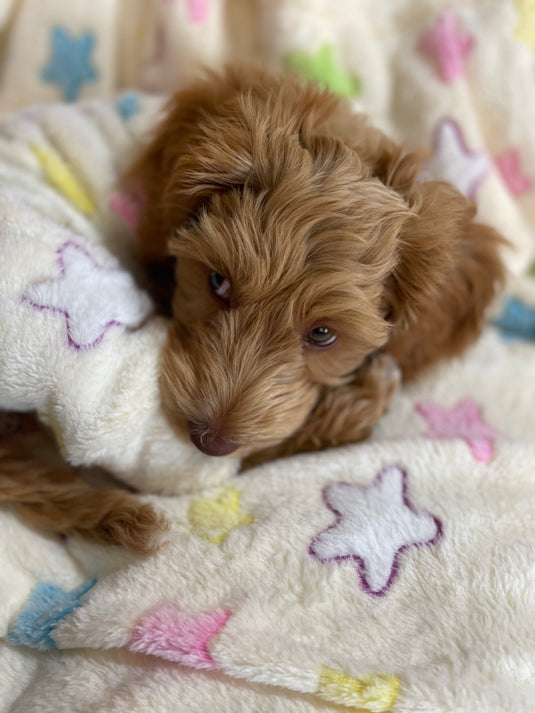 Soft and Cozy PJs & Jumpers